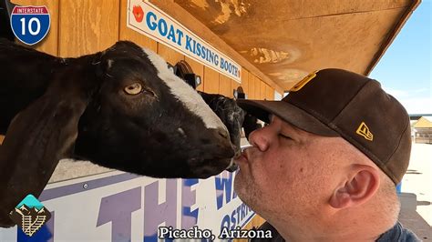 Rooster cogburn ostrich farm - Join us on this short trip to "the darndest place you'll ever visit," Rooster Cogburn Ostrich Ranch in Picacho, AZ. One of the top best things to do in South...